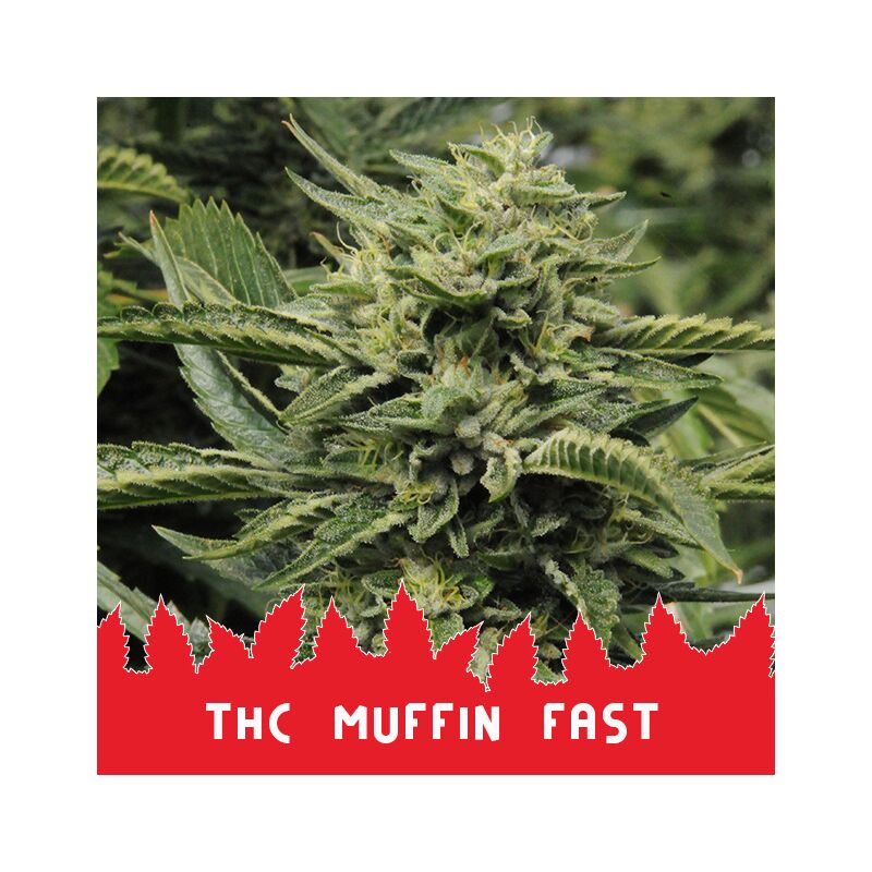 THC Muffin Fast, Фасовка: 10